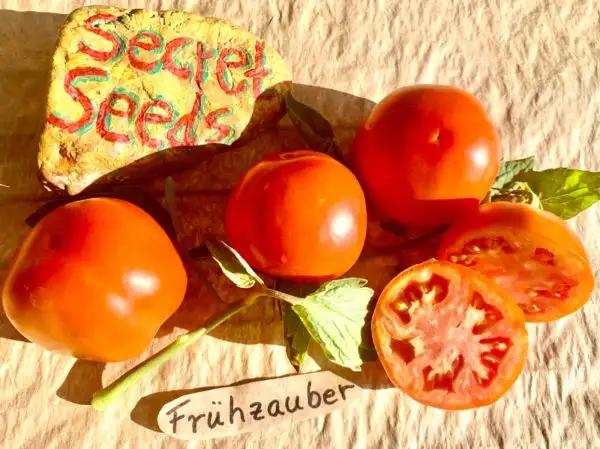 Tomaten: Frühzauber