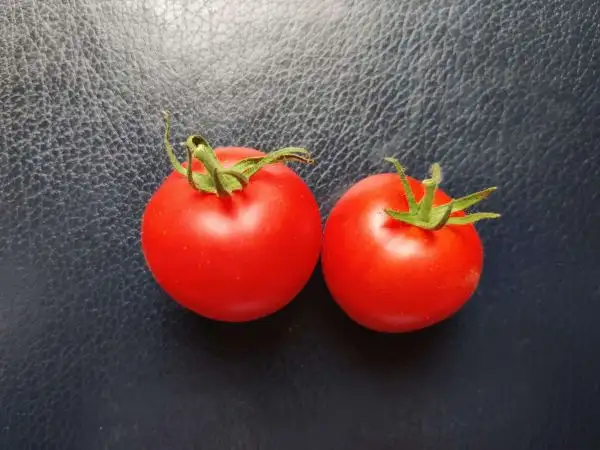 Tomaten: Frühzauber