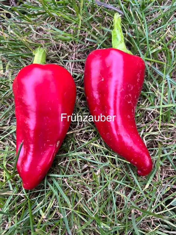 Chili / Paprika: Frühzauber