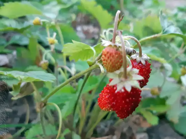 Beeren: Fragaria vesca 