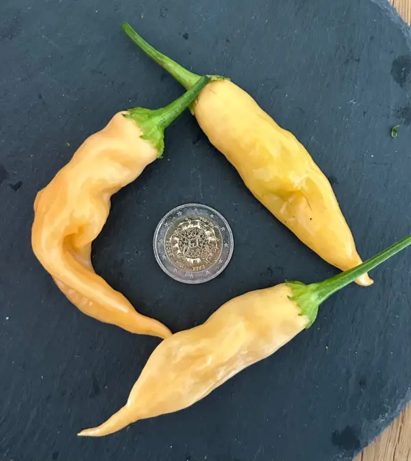 Chili / Paprika: Fragrant Bellini