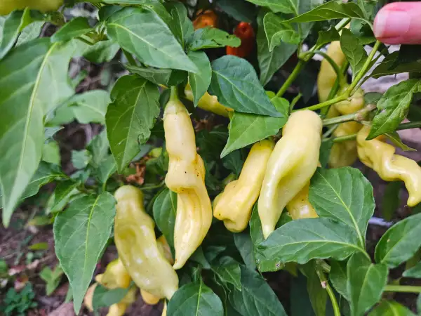 Chili: Fragrant Bellini