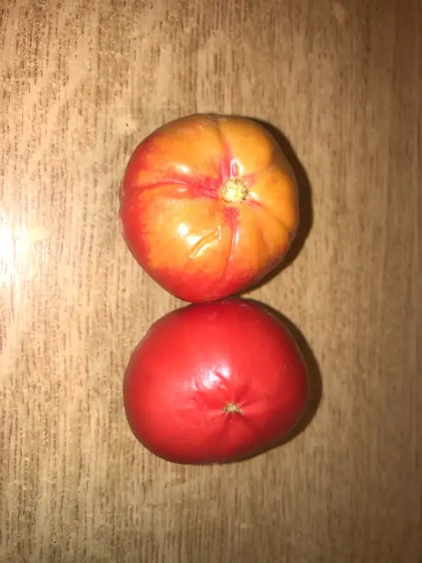 Tomaten: Francès de Aguilar de Segarra