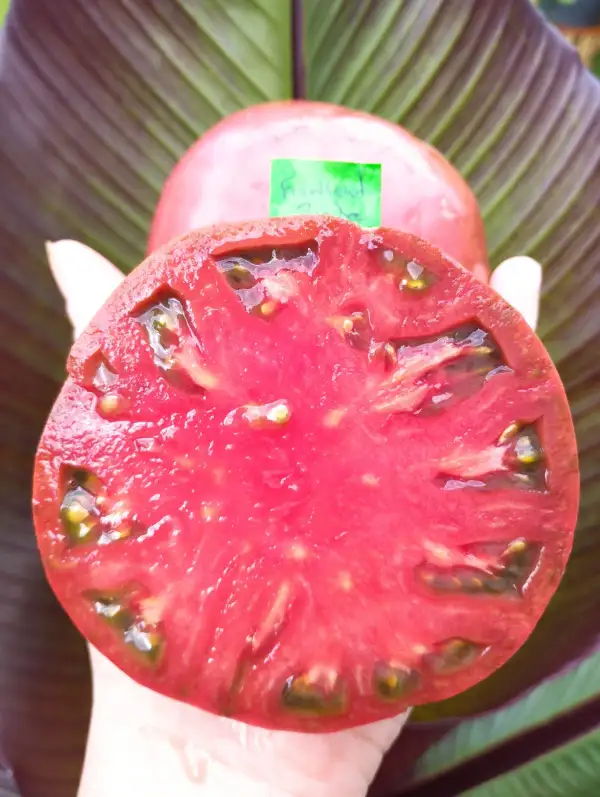 Tomaten: Frankenstein Black