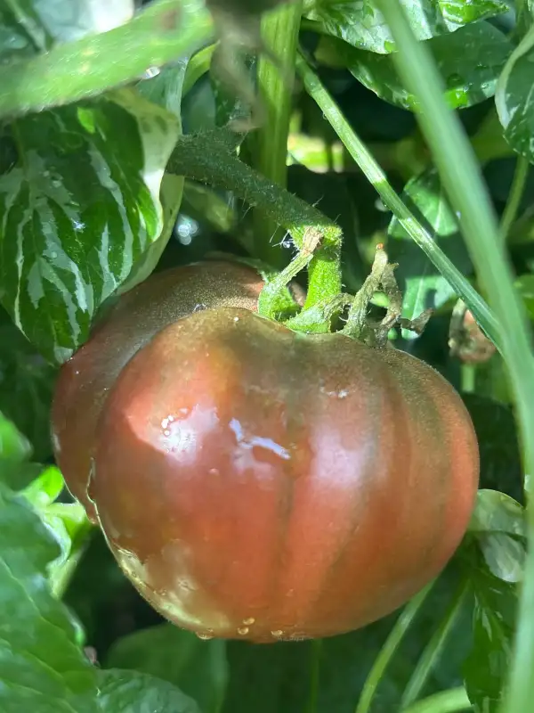 Tomaten: Frankenstein Black