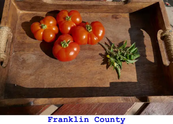 Tomaten: Franklin County
