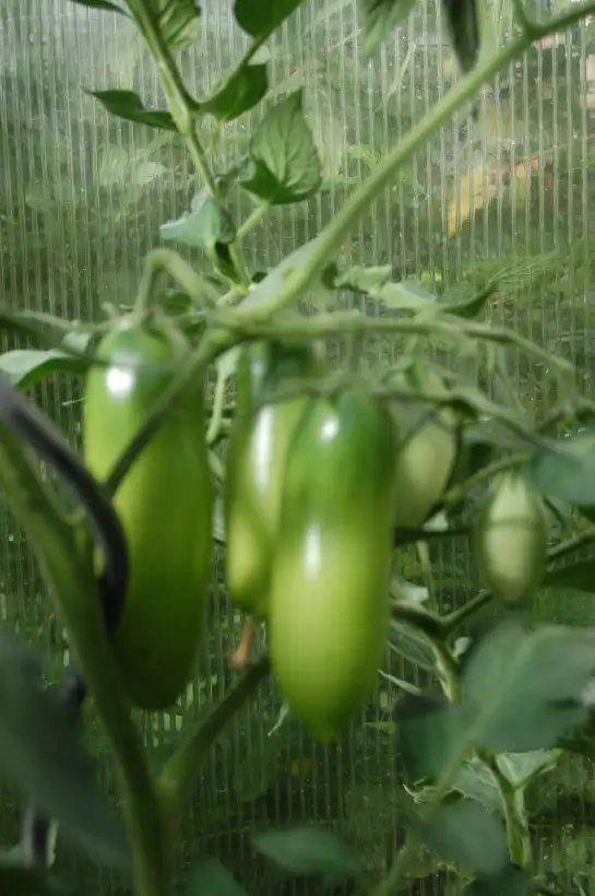 Tomaten: Französische Flaschentomate Lagertomate