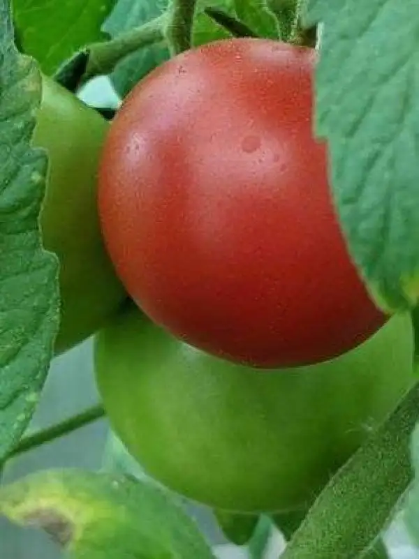 Tomaten: Franzi