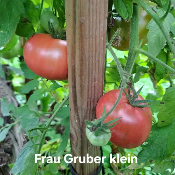 Tomaten: Frau Gruber klein