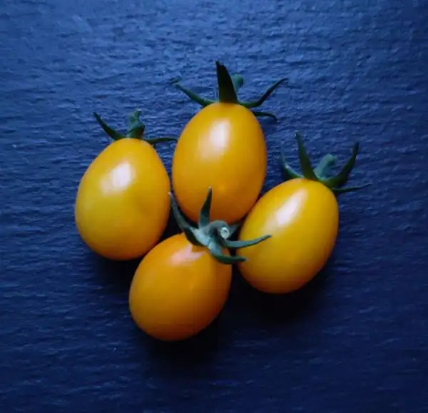 Tomaten: Frau Metzger