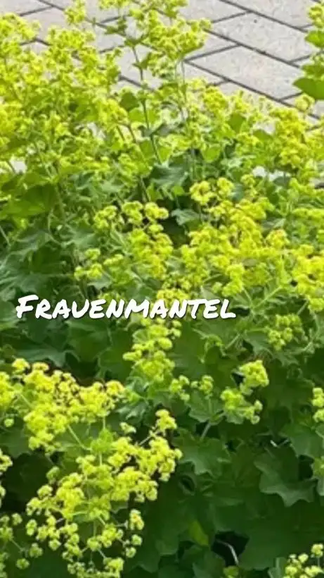 Kräuter: Frauenmantel