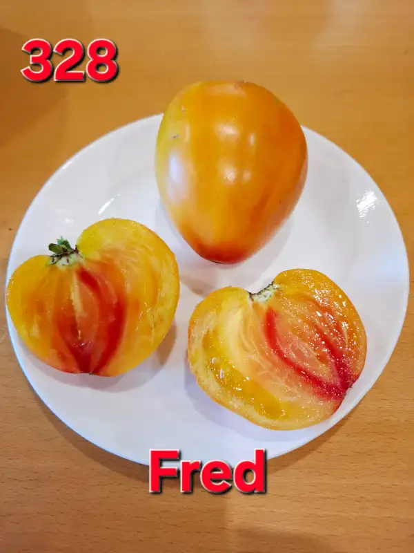 Tomaten: Fred
