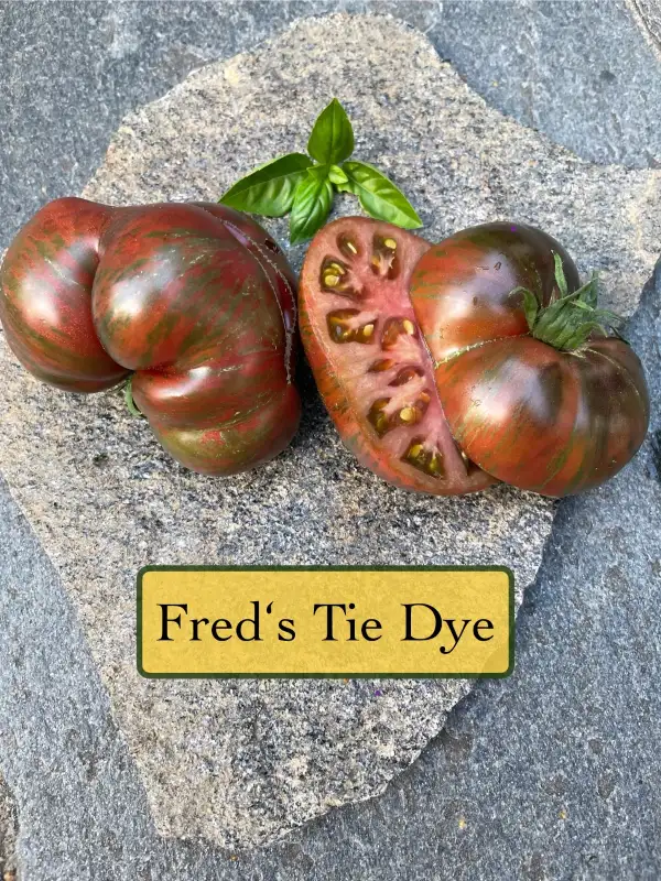 Tomaten: Fred‘s Tie Dye