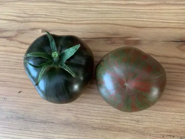 Tomaten: Fred‘s Tie Dye