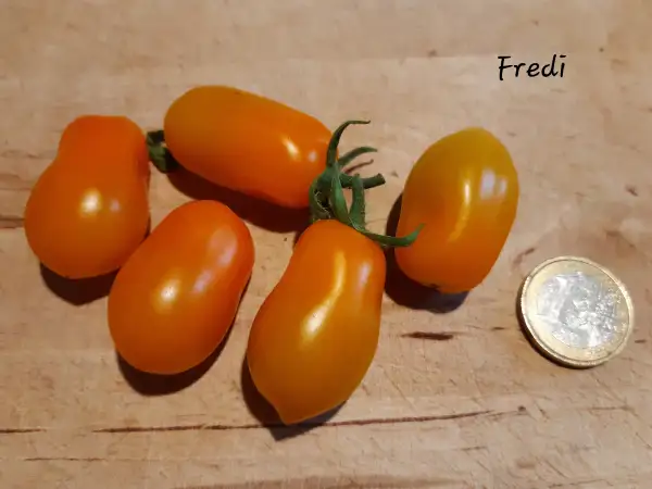 Tomaten: Fredi