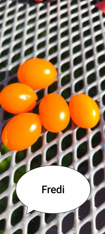 Tomaten: Fredi