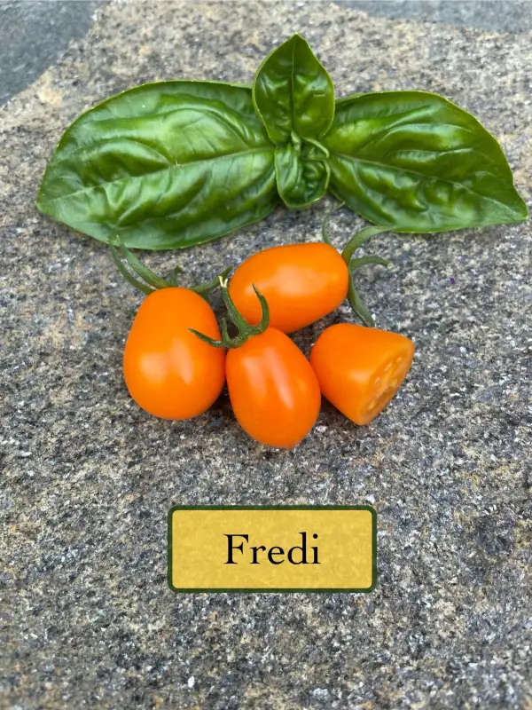 Tomaten: Fredi