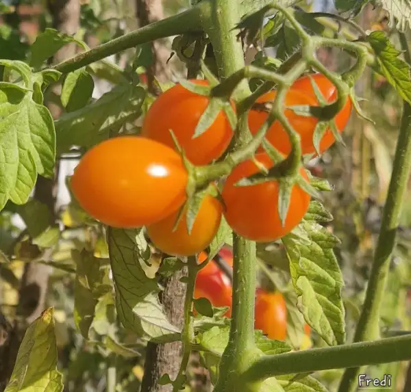 Tomaten: Fredi