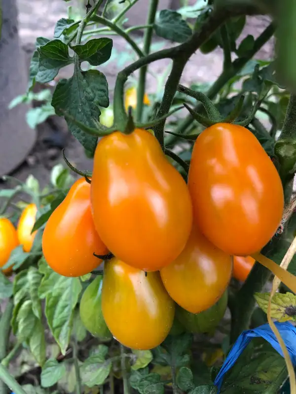 Tomaten: Fredi