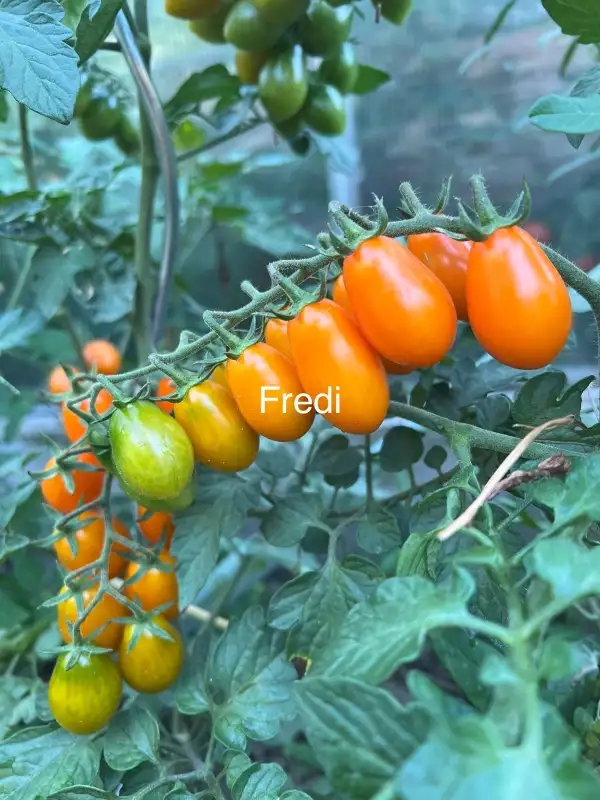 Tomaten: Fredi