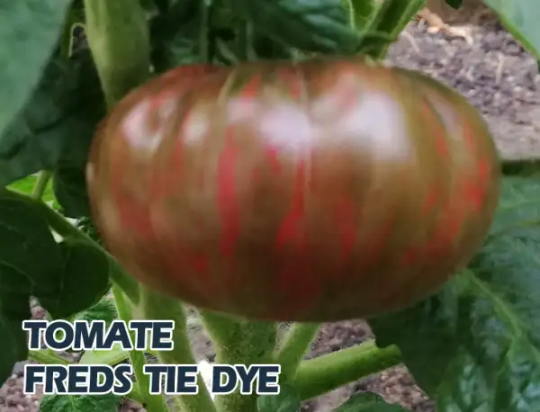 Tomaten: Freds Tie Dye