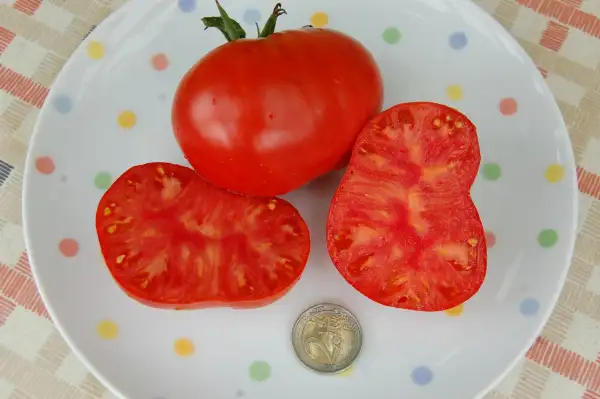 Tomaten: Freilandochsenherz