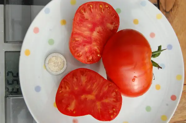 Tomaten: Freilandochsenherz