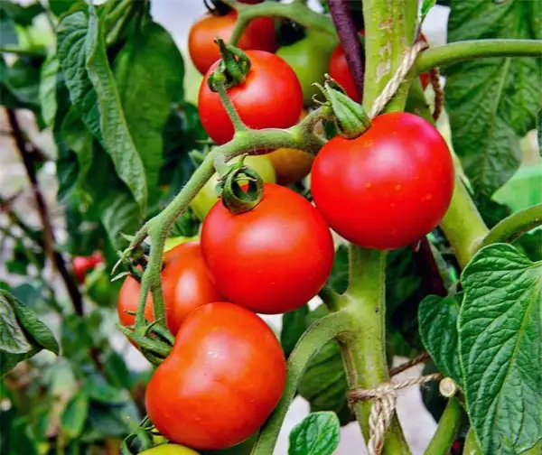 Tomaten: Freilandtomate Matina