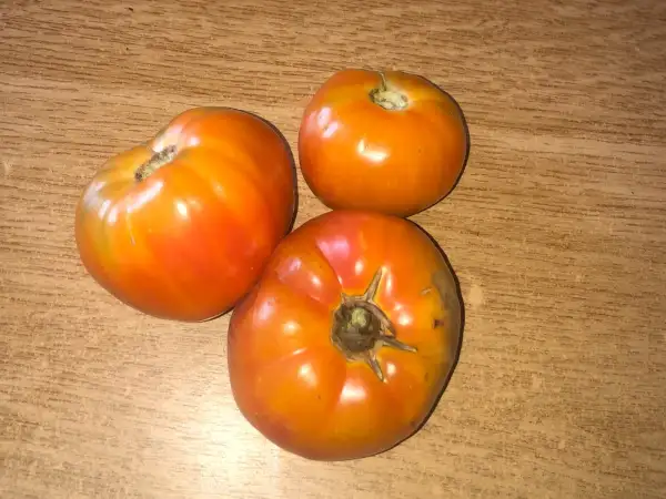 Tomaten: Freisinger Bärenherzen