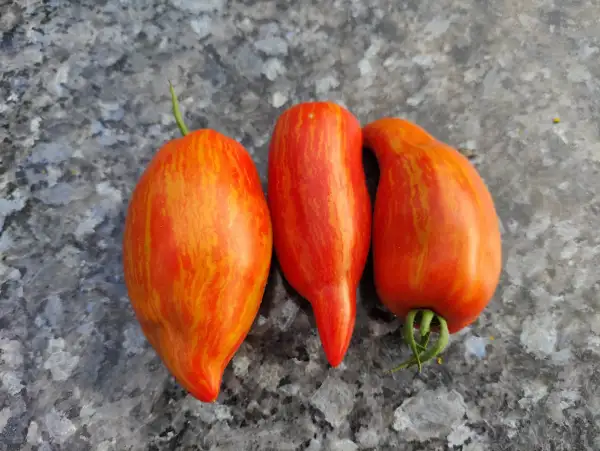 Tomaten: Freisinger Streifenherz
