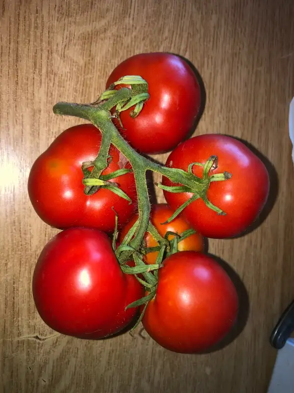 Tomaten: Frembgens Rheinlands Ruhm