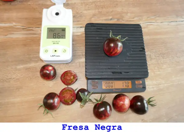 Tomaten: Fresa Negra