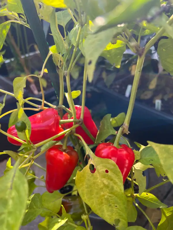 Chili: Fresno