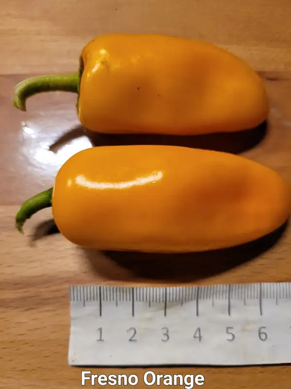 Chili / Paprika: Fresno Orange	Schärfe:	7	Höhe:	60cm