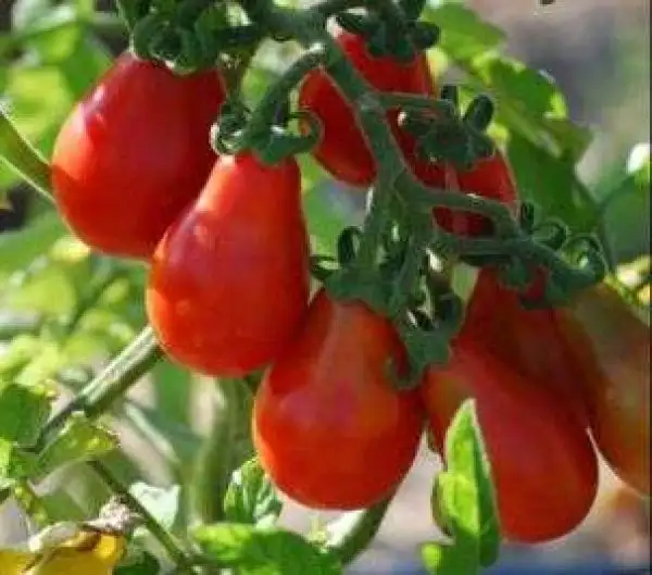 Tomaten: Freudenträne rot