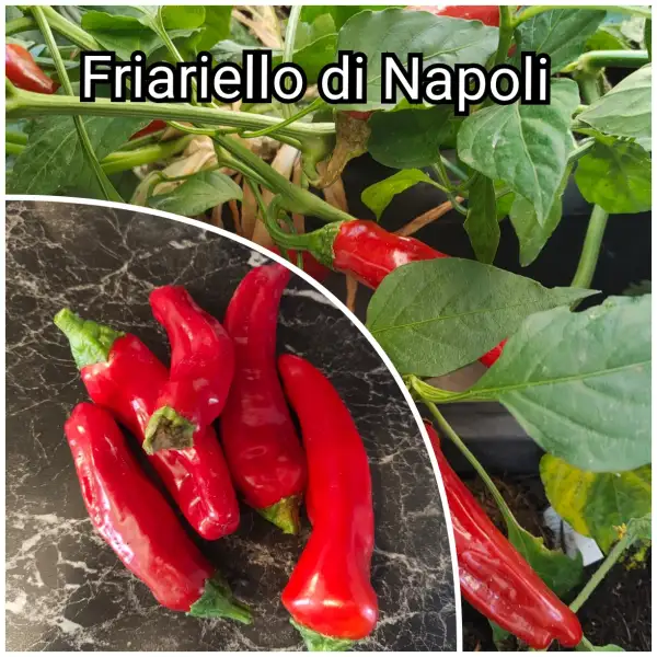 Chili: Friariello di Napoli