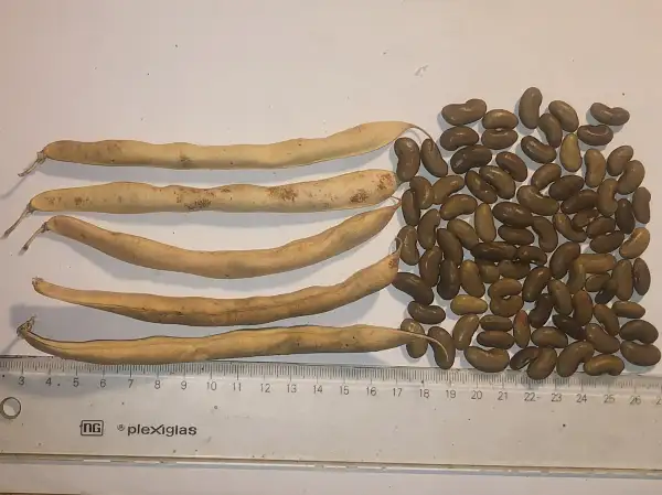 Bohnen: Friese Brune Woodboon