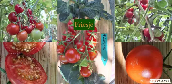 Tomaten: Friesje - Norddeutsch/Ostfriesland