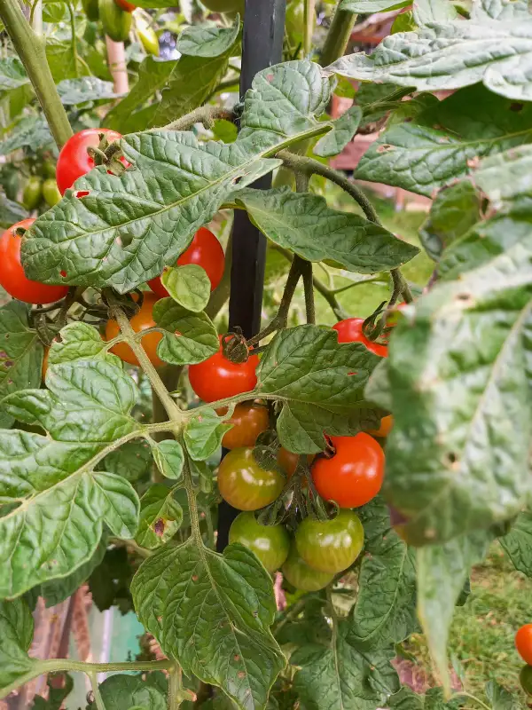 Tomaten: Friesje