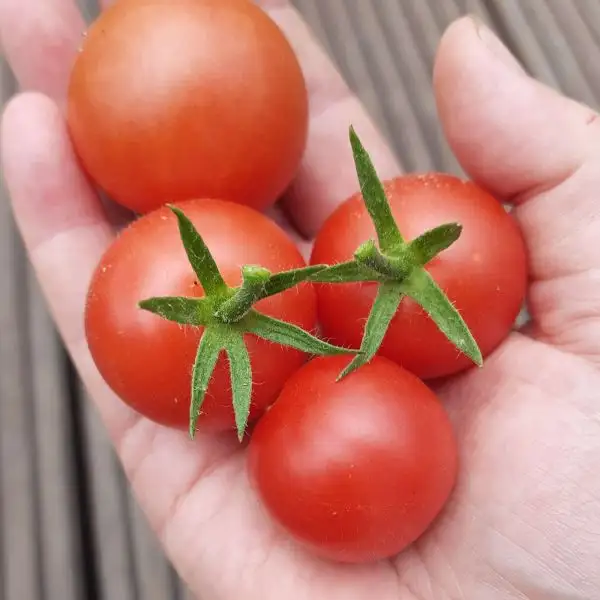 Tomaten: Friesje