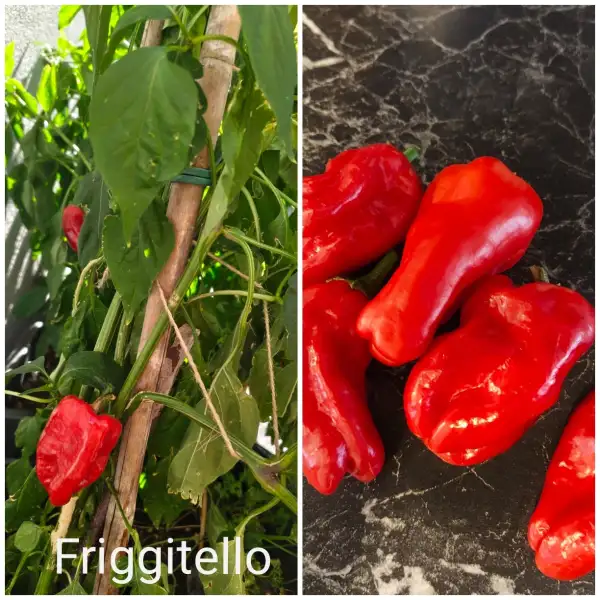 Chili: Friggitello