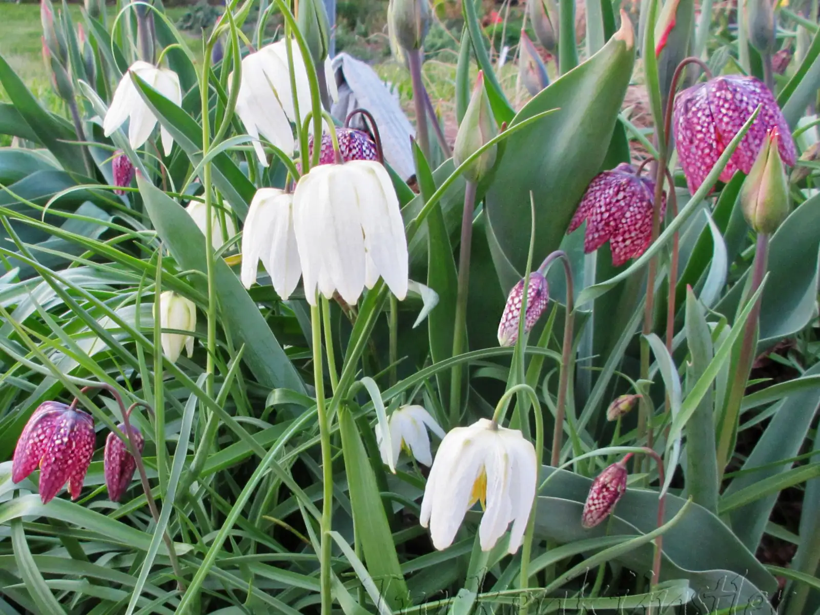 Zwiebeln: Fritillaria meleagris ‣ ‣ ‣ Schachbrettblume - Snake