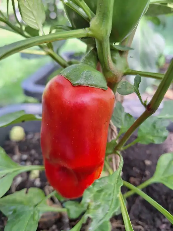 Chili / Paprika: Fritz - Paprika