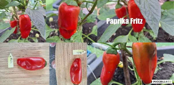 Chili / Paprika: Fritz - Paprika