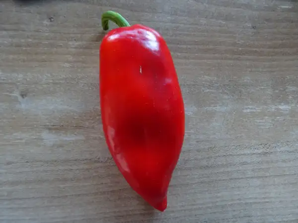 Chili / Paprika: Fritz