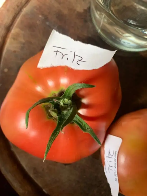 Tomaten: Fritz