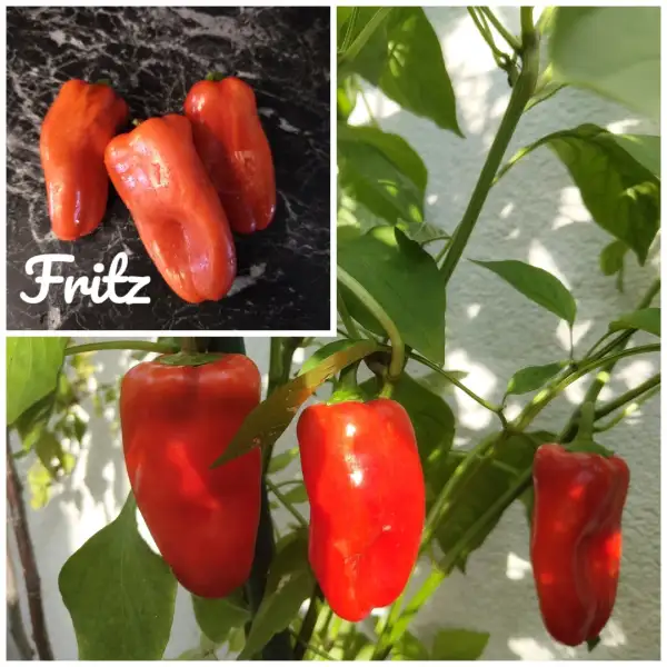 Chili / Paprika: Fritz (2024) Paprika