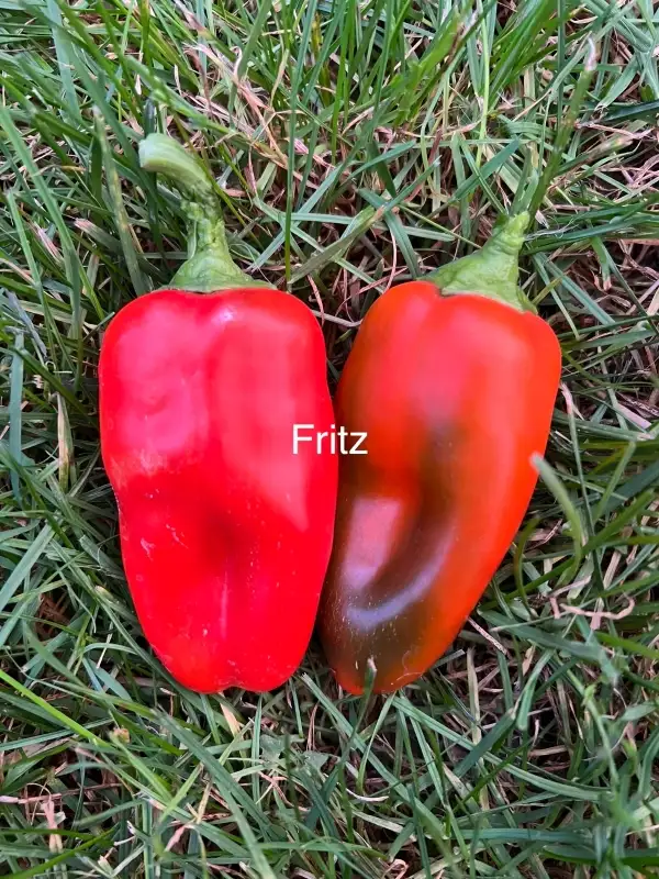 Chili / Paprika: Fritz