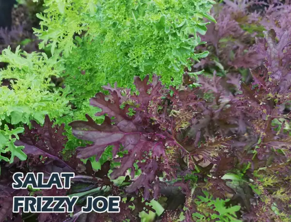Salate: Frizzi Joe