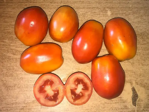 Tomaten: Frodo